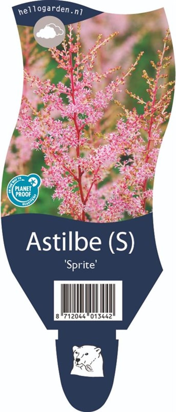 Astilbe (S) 'Sprite' - P11